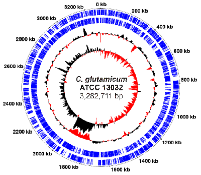 C. glutamicum genome plot