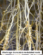 Nodulated
roots