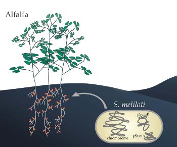 rhizobia legume symbiosis