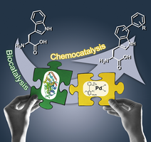 Enzymatic Halogenation