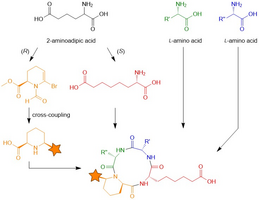 Peptides as Drugs