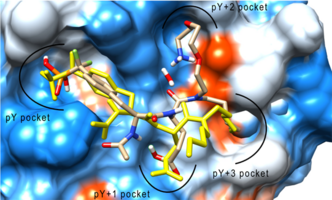 Functional proteomics