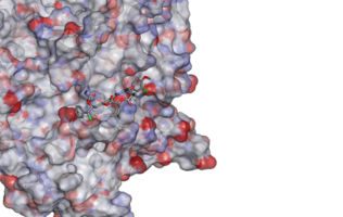 Tumour Targeting